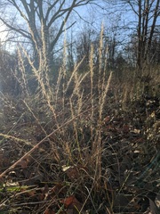 Aristida purpurascens