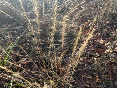 Aristida purpurascens