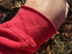 Aristida purpurascens