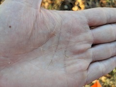 Aristida purpurascens