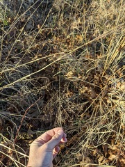 Eragrostis