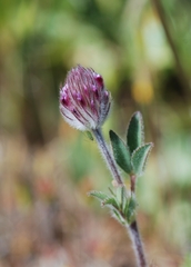 Trifolium albopurpureum