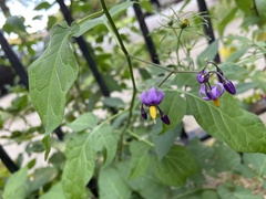 Solanum dulcamara