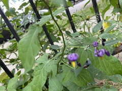 Solanum dulcamara
