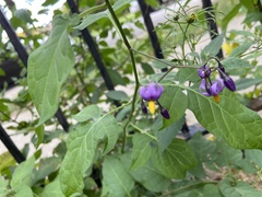 Solanum dulcamara