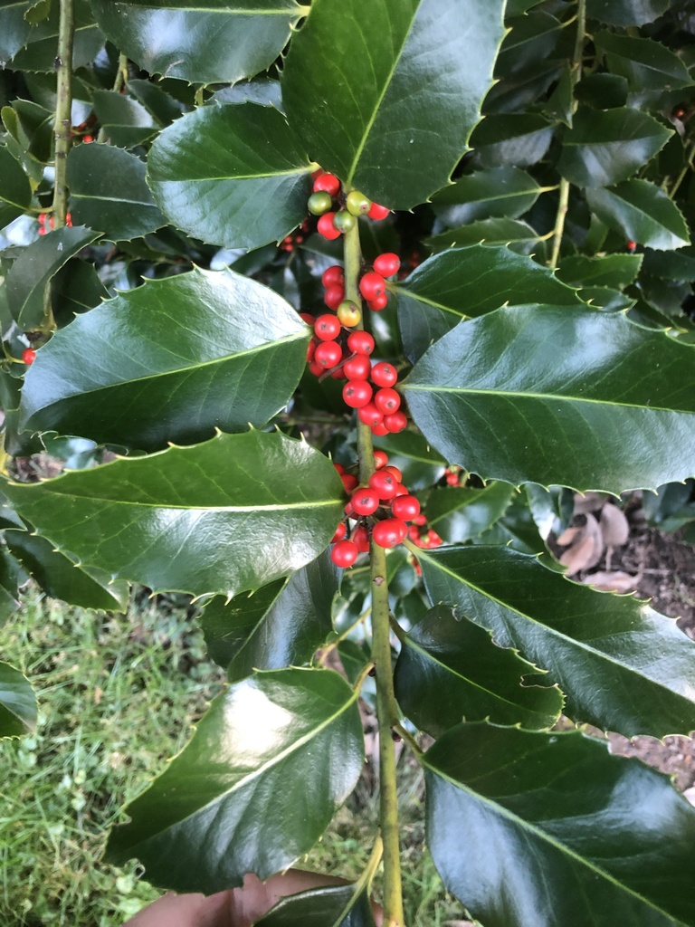 Ilex × koehneana