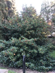 Ilex koehneana