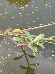 Alternanthera philoxeroides