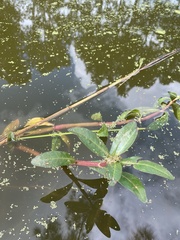 Alternanthera philoxeroides