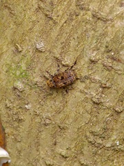 Euparius marmoreus