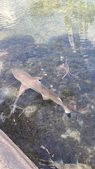 Carcharhinus melanopterus