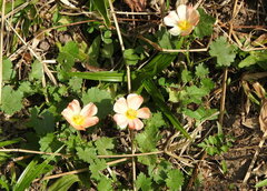 Modiolastrum malvifolium
