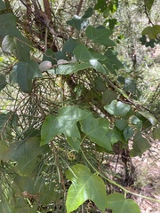 Passiflora herbertiana
