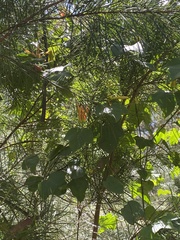 Passiflora herbertiana