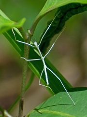 Cladoxerus
