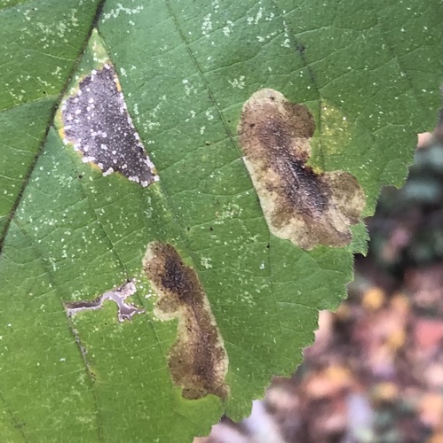 Elm Leafminer photo 3