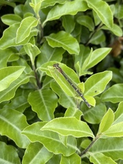 Xanthocnemis zealandica