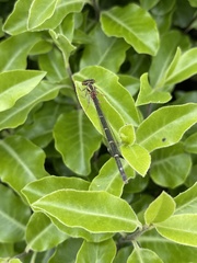 Xanthocnemis zealandica