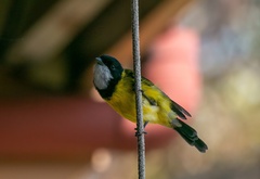 Pachycephala fuliginosa