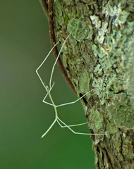 Cladoxerus