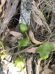 Passiflora herbertiana