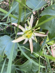 Passiflora herbertiana