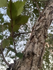 Betula nigra