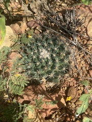 Mammillaria meiacantha