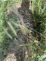 Hordeum murinum
