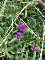 Disphyma crassifolium