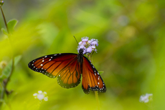 Danaus eresimus