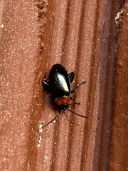 Disonycha xanthomelas