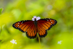 Danaus eresimus