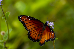 Danaus eresimus