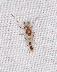 Coelotanypus tricolor