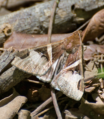 Melipotis fasciolaris