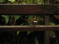 Arremon brunneinucha