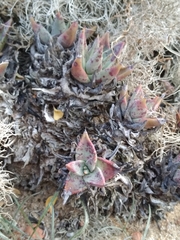 Dudleya acuminata