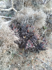 Dudleya acuminata