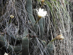 Trichocereus schickendantzii