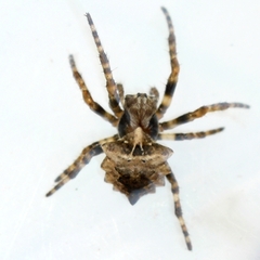Acanthepeira stellata