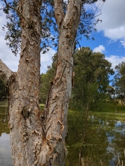 Melaleuca cajuputi cumingiana