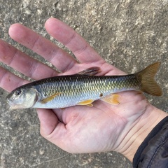 Nocomis leptocephalus