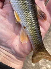 Nocomis leptocephalus