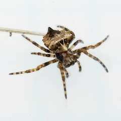 Acanthepeira stellata