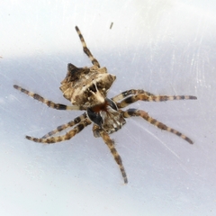 Acanthepeira stellata