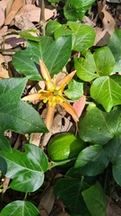 Passiflora herbertiana