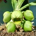 Catasetum hookeri - Photo (c) Douglas Eduardo Rocha, some rights reserved (CC BY-NC-ND), uploaded by Douglas Eduardo Rocha