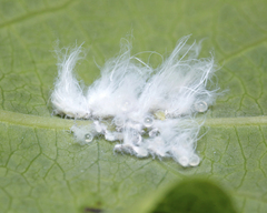 Prociphilus xylostei