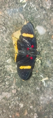 Melanis electron